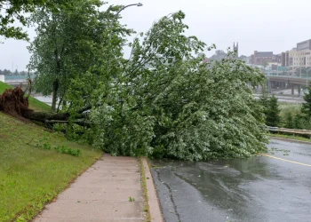 תעלומה בלוס אנג'לס: עשרות עצים נכרתו &ndash; המשטרה פתחה בחקירה