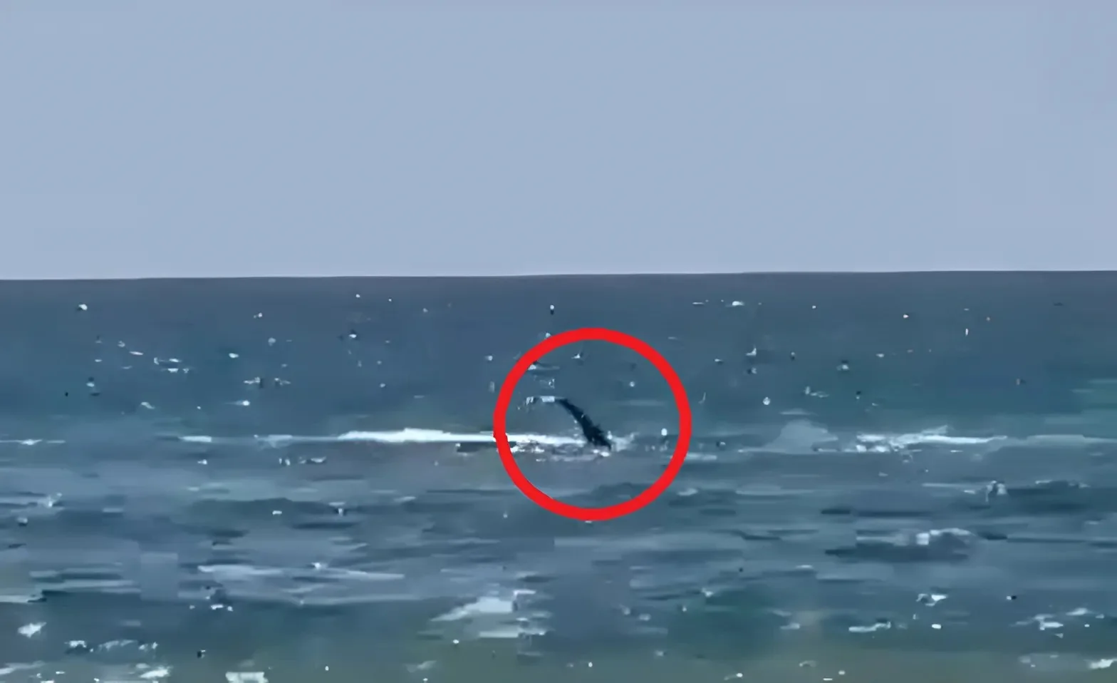 צוללן נפגע מנשיכת כריש בחופי חדרה, וטרם אותר צוללן נפגע מנשיכת כריש בחופי חדרה, וטרם אותר