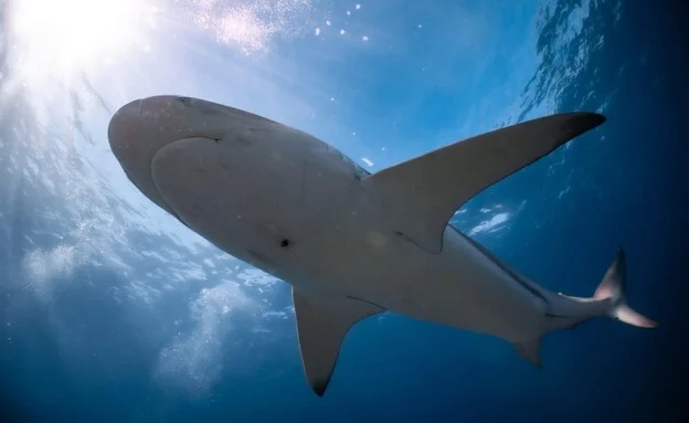 חדרה: החיפושים נמשכים אחר הצוללן שנעדר – לאחר שתועד סמוך לכריש חדרה: החיפושים נמשכים אחר הצוללן שנעדר – לאחר שתועד סמוך לכריש
