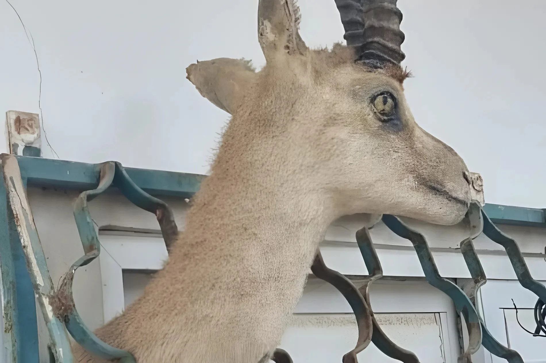 למור, זיקיות נדירות – ופוחלץ של צבי: גן חיות בלתי חוקי אותר בבית מגורים למור, זיקיות נדירות – ופוחלץ של צבי: גן חיות בלתי חוקי אותר בבית מגורים