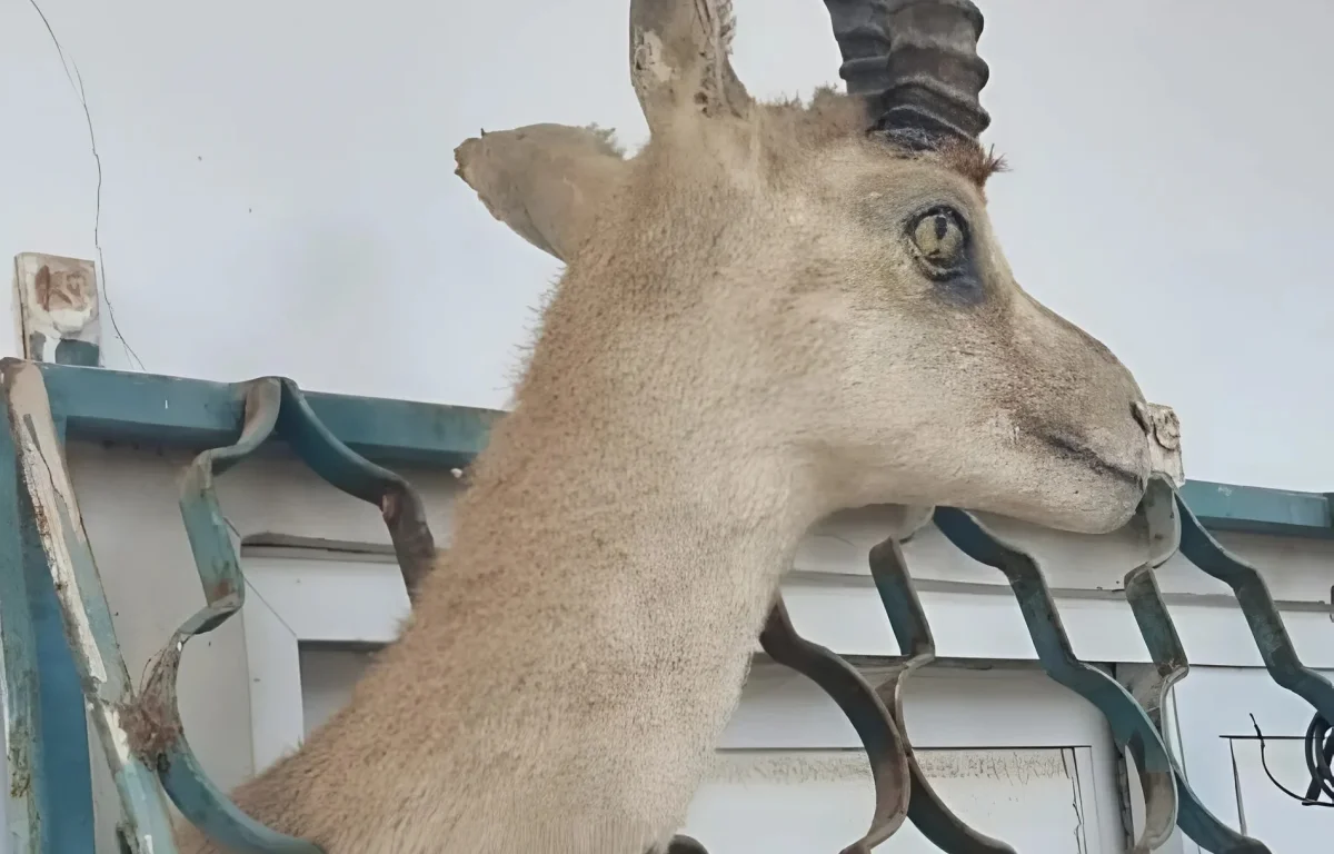 למור, זיקיות נדירות – ופוחלץ של צבי: גן חיות בלתי חוקי אותר בבית מגורים למור, זיקיות נדירות – ופוחלץ של צבי: גן חיות בלתי חוקי אותר בבית מגורים