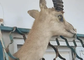 למור, זיקיות נדירות – ופוחלץ של צבי: גן חיות בלתי חוקי אותר בבית מגורים למור, זיקיות נדירות – ופוחלץ של צבי: גן חיות בלתי חוקי אותר בבית מגורים