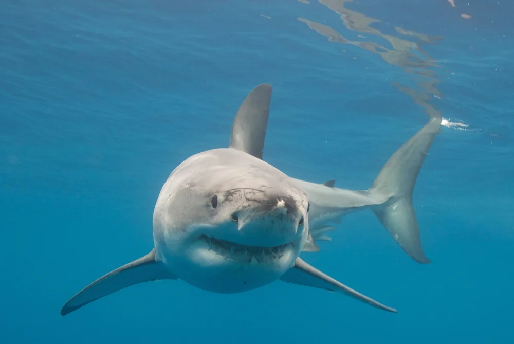 האם יש סיבה לחשוש מתקיפות של כרישים נוספים? המומחים מסבירים
