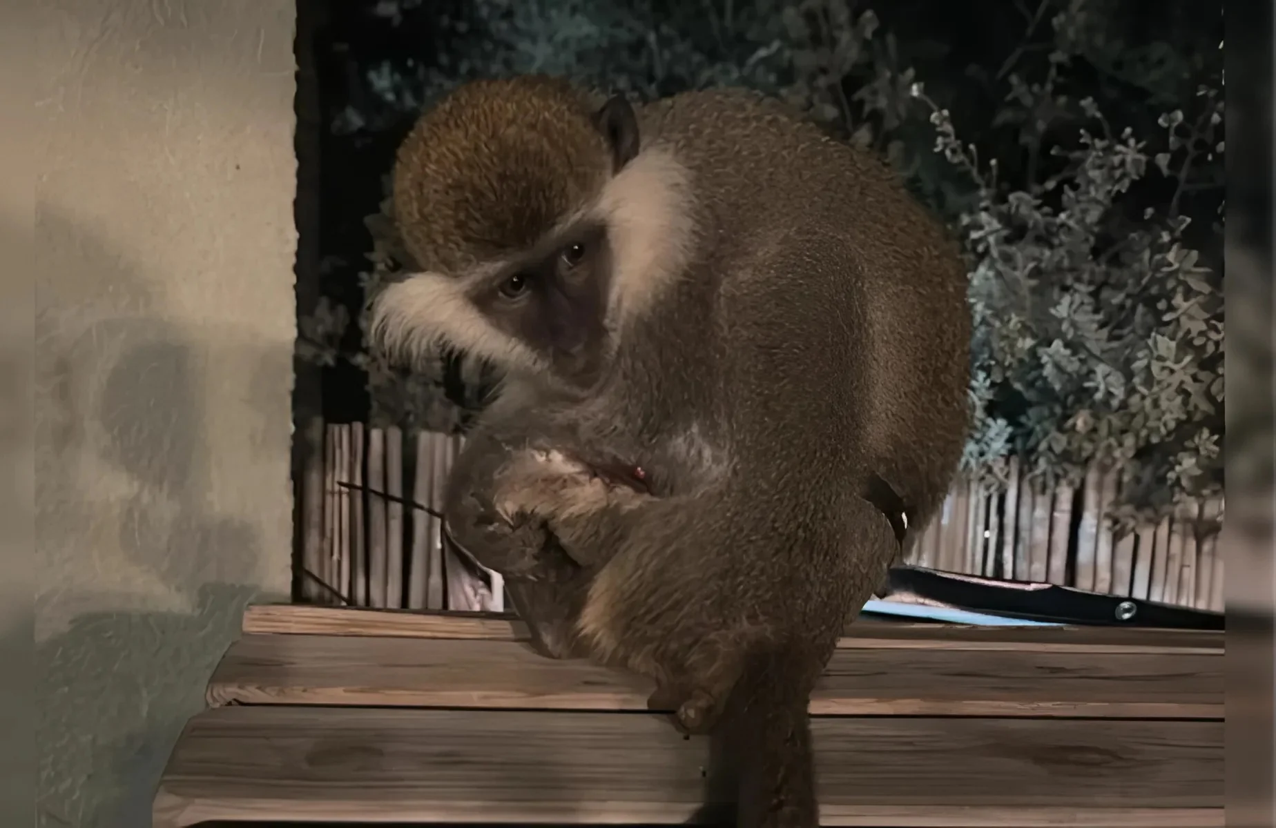 הרצליה: קוף פראי שוטט בשכונה - הרשויות פועלות לאיתורו