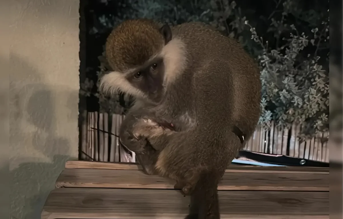 הרצליה: קוף פראי שוטט בשכונה - הרשויות פועלות לאיתורו