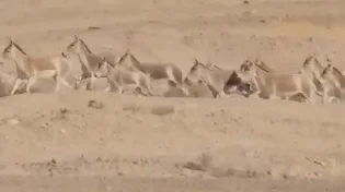 מדהים: עדר חמורי הבר שועט באמצע המדבר - והכול תועד בסרטון