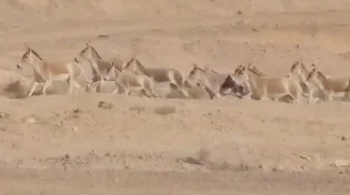 מדהים: עדר חמורי הבר שועט באמצע המדבר - והכול תועד בסרטון