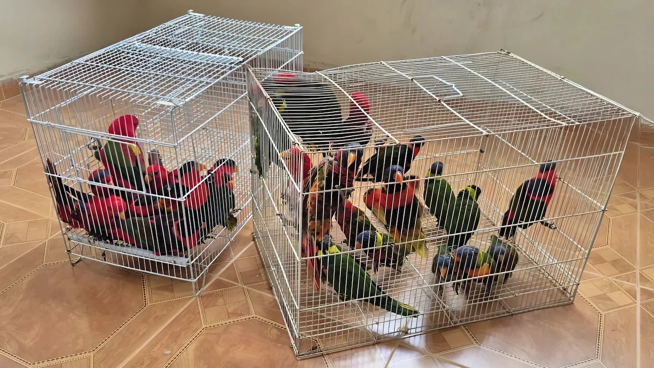 גניבת ענק של תוכים נדירים: נעצר חשוד, 36 ציפורים בשווי 1.2 מיליון ש"ח הושבו לגן החיות התנ"כי