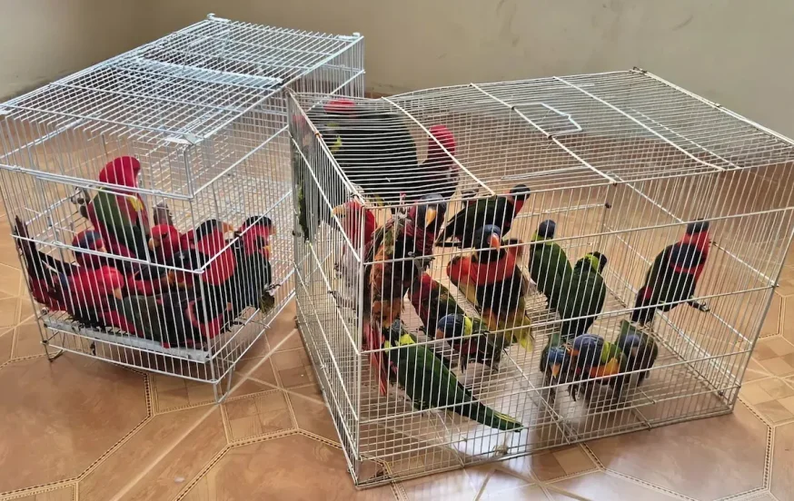 גניבת ענק של תוכים נדירים: נעצר חשוד, 36 ציפורים בשווי 1.2 מיליון ש"ח הושבו לגן החיות התנ"כי גניבת ענק של תוכים נדירים: נעצר חשוד, 36 ציפורים בשווי 1.2 מיליון ש"ח הושבו לגן החיות התנ"כי