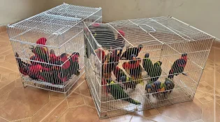 גניבת ענק של תוכים נדירים: נעצר חשוד, 36 ציפורים בשווי 1.2 מיליון ש"ח הושבו לגן החיות התנ"כי