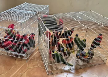 גניבת ענק של תוכים נדירים: נעצר חשוד, 36 ציפורים בשווי 1.2 מיליון ש"ח הושבו לגן החיות התנ"כי