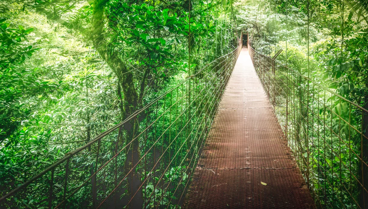 מונטה ורדה: כשהוד הבריאה נגלה מבעד לעננים מונטה ורדה: כשהוד הבריאה נגלה מבעד לעננים