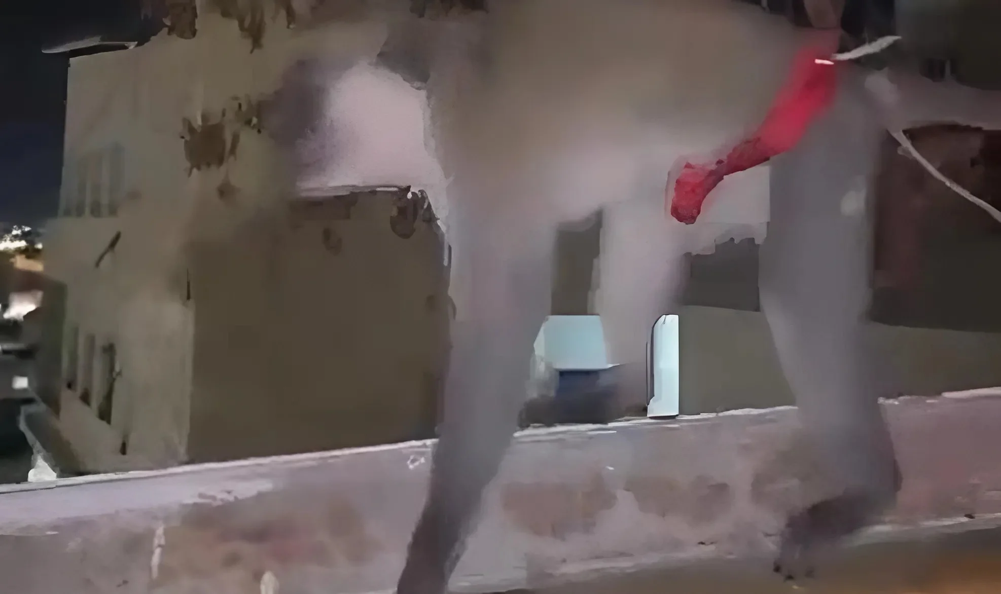 פשיטה באום אל-פחם: קוף קשור אותר בדירת מגורים פשיטה באום אל-פחם: קוף קשור אותר בדירת מגורים