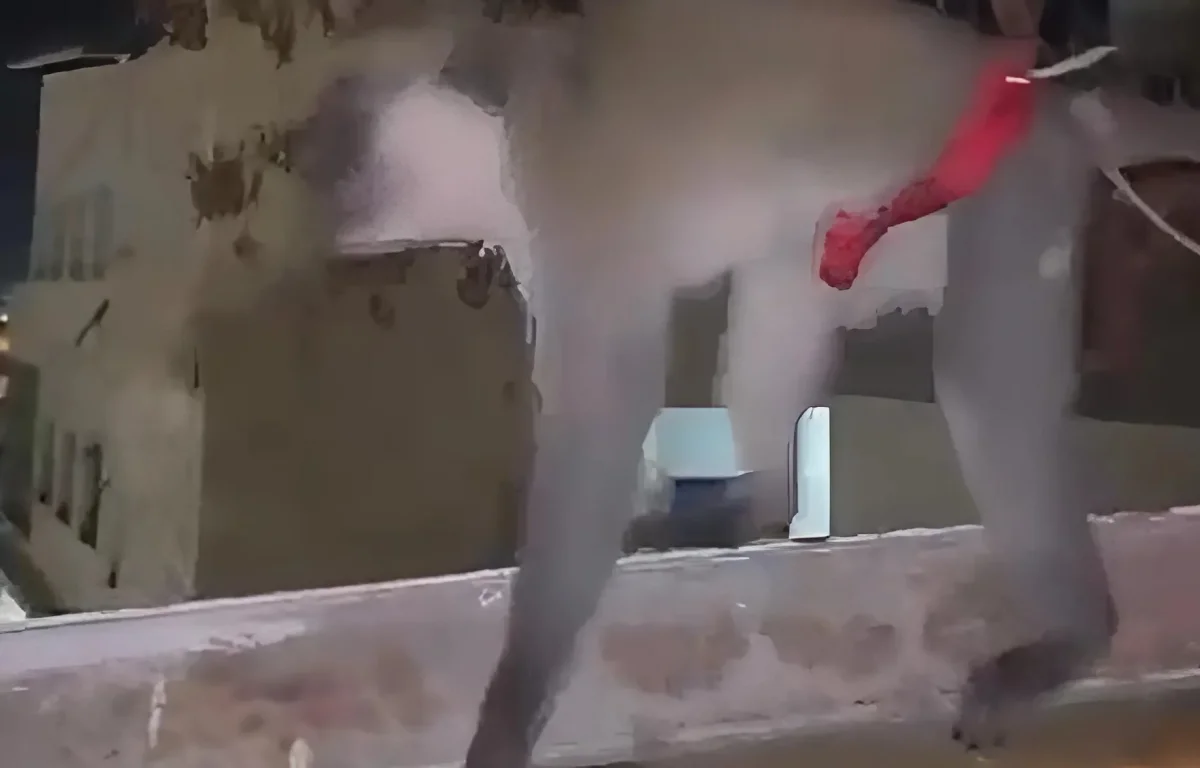 פשיטה באום אל-פחם: קוף קשור אותר בדירת מגורים