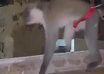 פשיטה באום אל-פחם: קוף קשור אותר בדירת מגורים