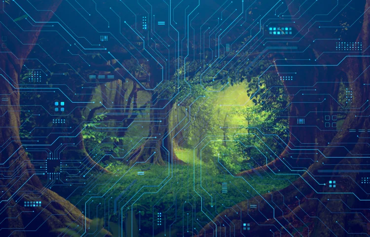 רשת סודית מתחת לאדמה: כך העצים מדברים, משתפים מידע ומצילים זה את זה