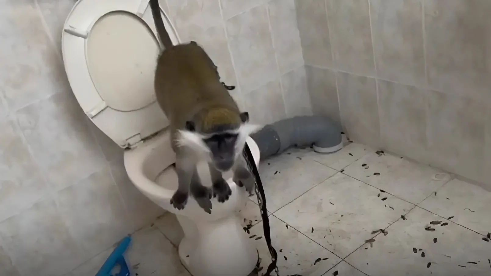 תיעוד מזעזע: קוף אותר קשור בתא שירותים בבית פרטי בצפון הארץ