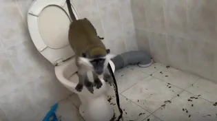 תיעוד מזעזע: קוף אותר קשור בתא שירותים בבית פרטי בצפון הארץ