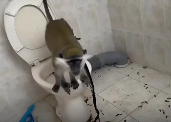 תיעוד מזעזע: קוף אותר קשור בתא שירותים בבית פרטי בצפון הארץ