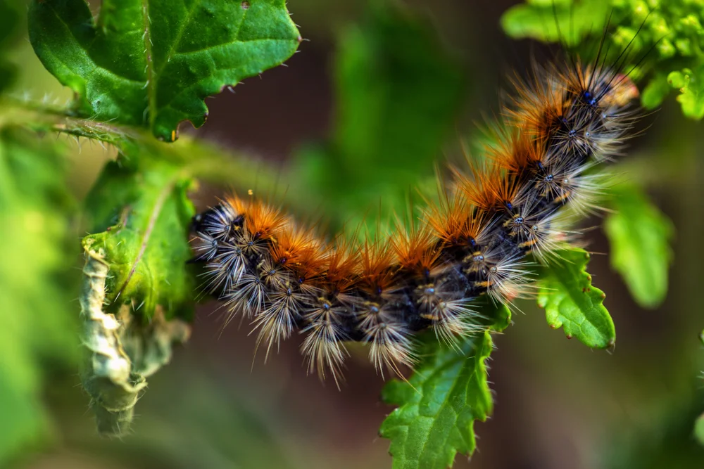 לא, זה לא זחל משי - תכירו את "דובון הקורים" לא, זה לא זחל משי - תכירו את "דובון הקורים"