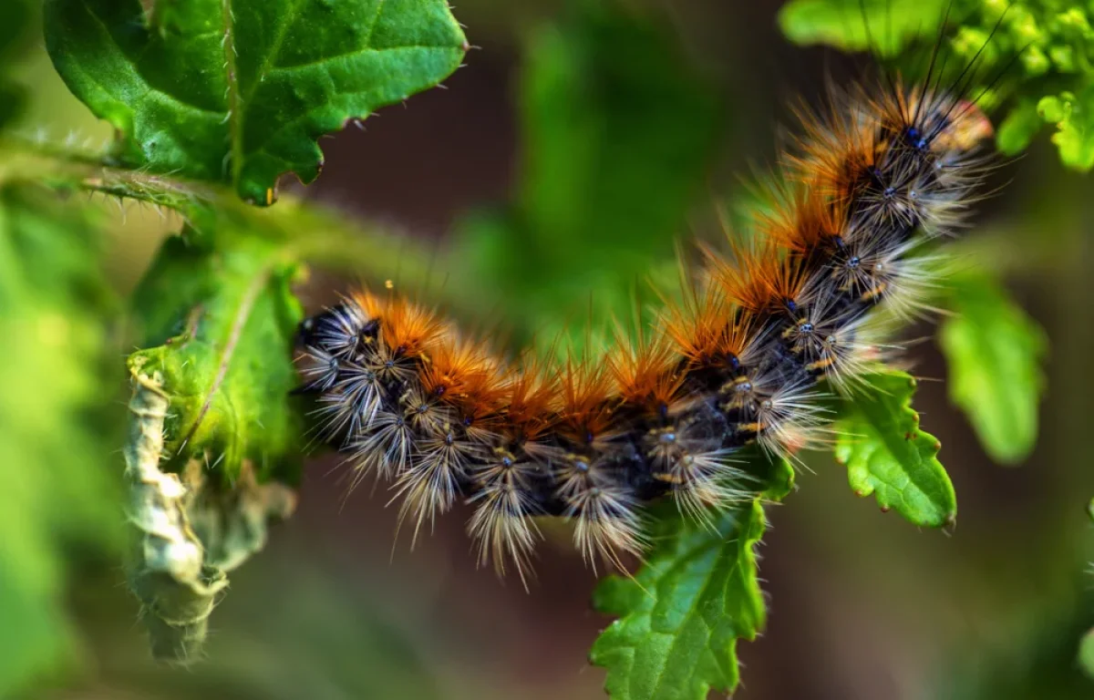 לא, זה לא זחל משי - תכירו את "דובון הקורים" לא, זה לא זחל משי - תכירו את "דובון הקורים"