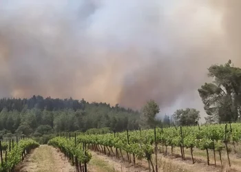 שריפה בגזרת מטה יהודה: טקס יום הזיכרון בלטרון פונה, כבישים 1 ו־3 צפויים להיסגר