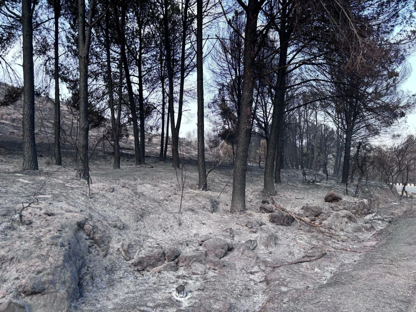 הודעת חירום: סוגרים את היערות – סכנה מיידית לציבור המטיילים