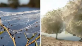 כשעכביש הופך לשליח השגחה: פלא טבע בפקיסטן, ולקח עמוק לעולם היהודי