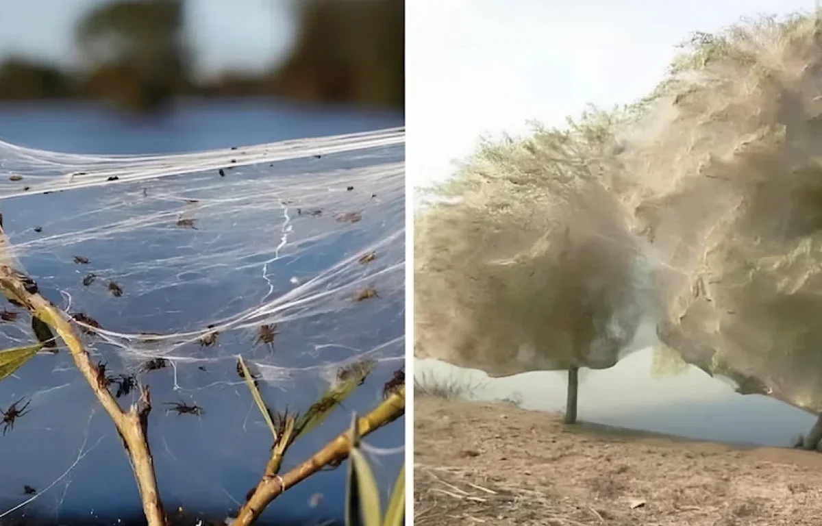 כשעכביש הופך לשליח השגחה: פלא טבע בפקיסטן, ולקח עמוק לעולם היהודי