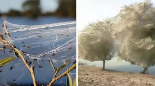 כשעכביש הופך לשליח השגחה: פלא טבע בפקיסטן, ולקח עמוק לעולם היהודי