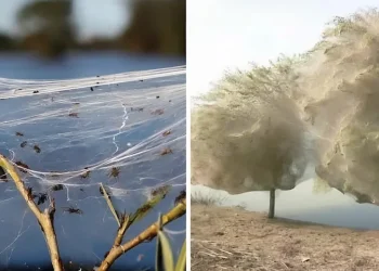 כשעכביש הופך לשליח השגחה: פלא טבע בפקיסטן, ולקח עמוק לעולם היהודי
