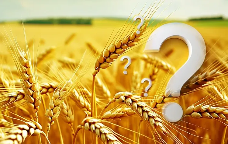 הלכות ספירת העומר: כל השאלות – וכל התשובות הלכות ספירת העומר: כל השאלות – וכל התשובות