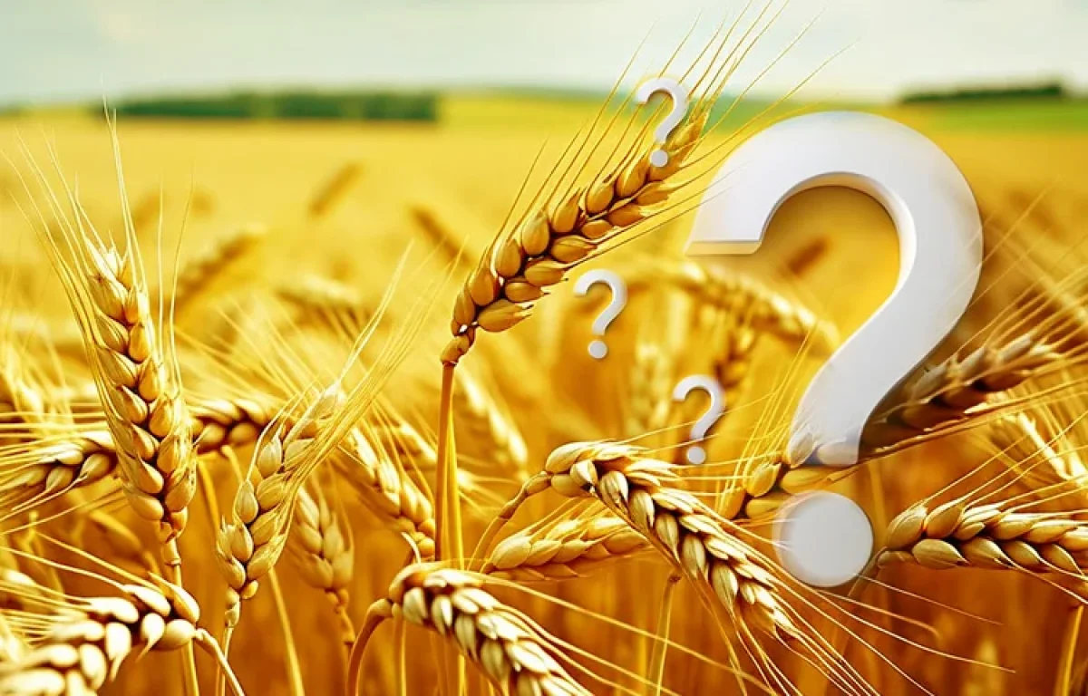 הלכות ספירת העומר: כל השאלות &ndash; וכל התשובות