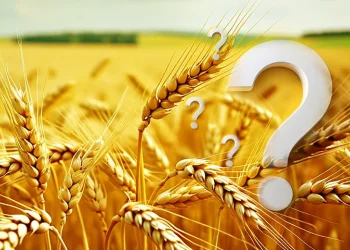 הלכות ספירת העומר: כל השאלות &ndash; וכל התשובות