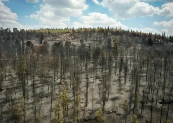 הוארך מעצרו של צעיר מירושלים שנחשד בהצתה על רקע לאומני באזור מודיעין