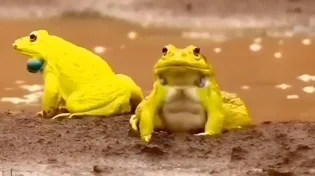 תוך ימים בודדים - הצפרדע הזו מחליפה צבע לגמרי, והסיבה? מפתיעה במיוחד