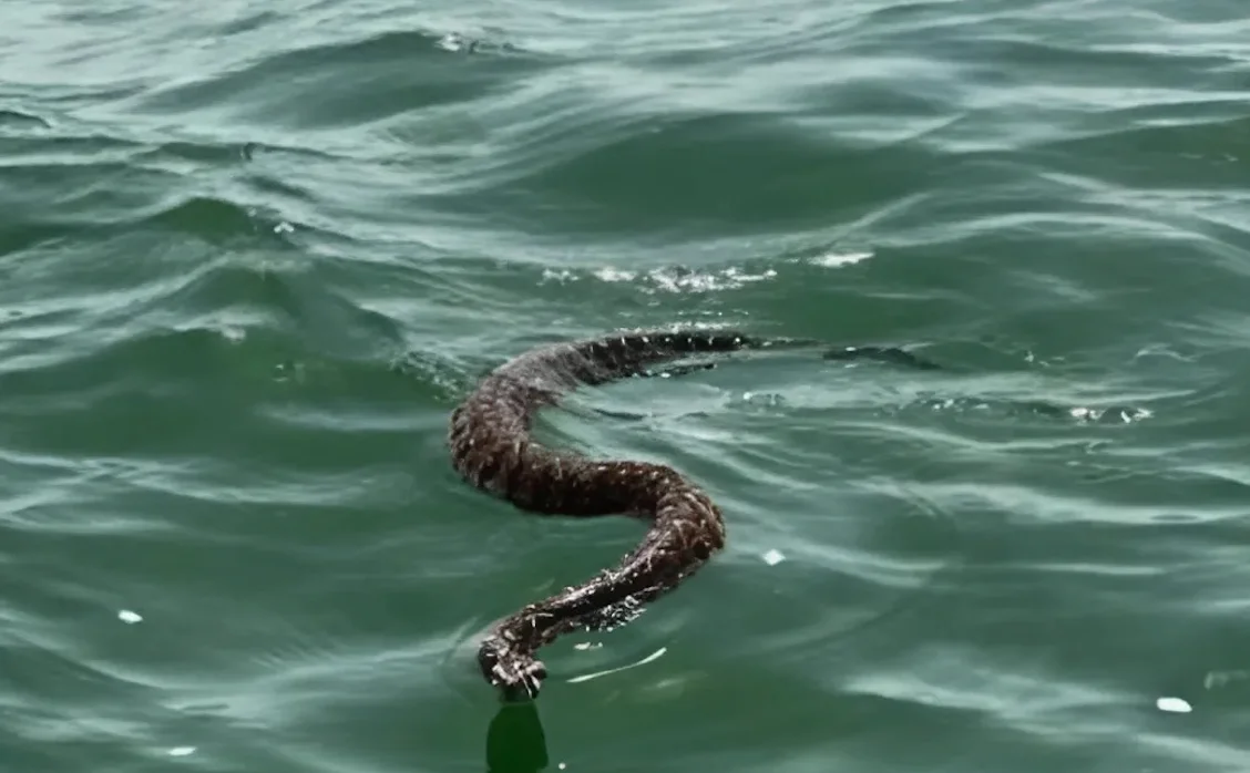 בלי אזהרה ובלי רחש – הנחשים חוזרים: זו העונה הכי מסוכנת בשנה