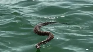 בלי אזהרה ובלי רחש - הנחשים חוזרים: זו העונה הכי מסוכנת בשנה