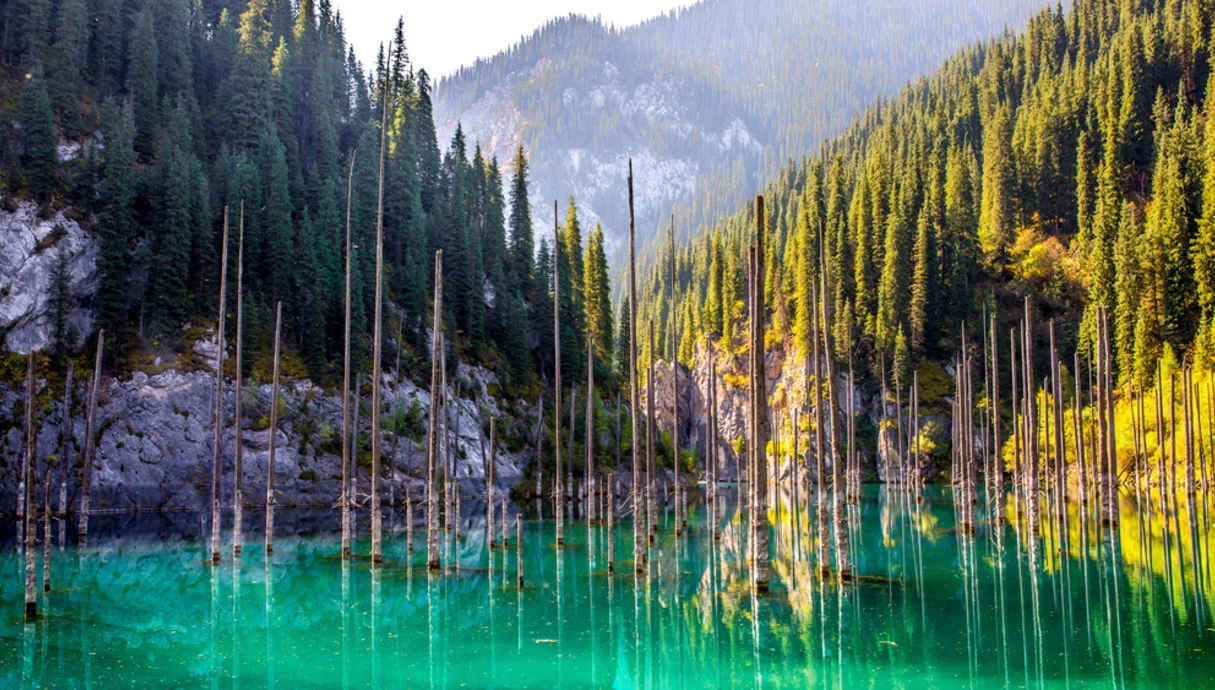 יער במים, שורשים בשמיים: פלא אחד שמחזיק בתוכו סוד על האדם