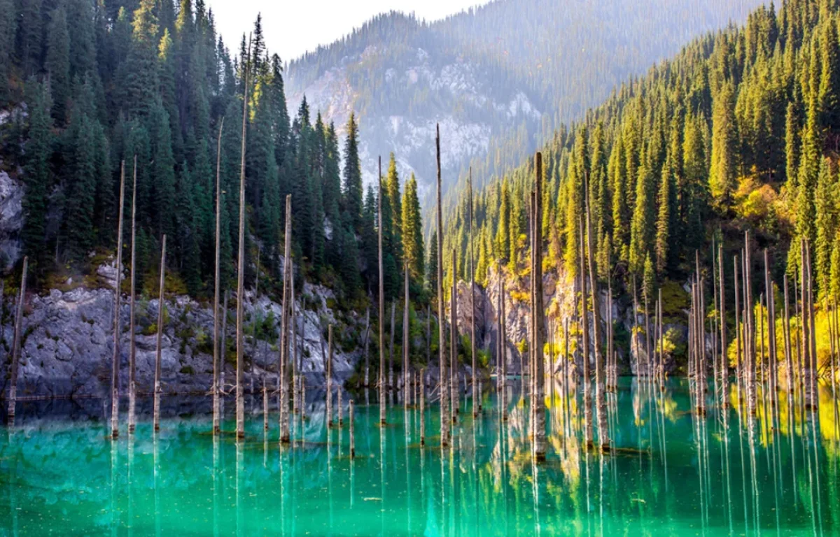 יער במים, שורשים בשמיים: פלא אחד שמחזיק בתוכו סוד על האדם יער במים, שורשים בשמיים: פלא אחד שמחזיק בתוכו סוד על האדם