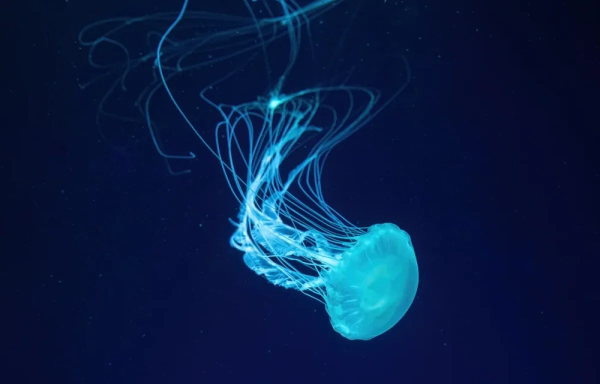 שיקוי חיי הנצח של המדוזה שלא מוכנה למות שיקוי חיי הנצח של המדוזה שלא מוכנה למות