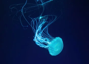 שיקוי חיי הנצח של המדוזה שלא מוכנה למות שיקוי חיי הנצח של המדוזה שלא מוכנה למות