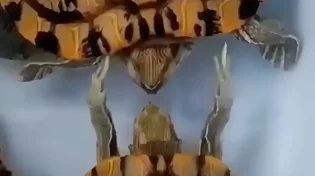 מה בדיוק הולך כאן? הצב שהחליט לעשות מסאז’ לחבר שלו