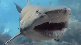 מה גרם לכריש הזה "לחייך" לצוללן? החוקרים לא מאמינים למה שראו