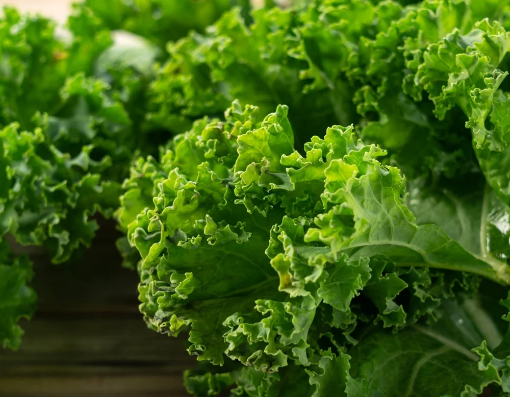 האם קייל הוא הירק הכי בריא בטבע? הנתונים שאי אפשר להתעלם מהם