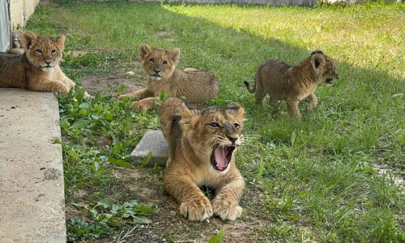 גורי האריות שנתפסו באחזקה לא חוקית – יעברו לחזקת חי־פארק בקריית מוצקין