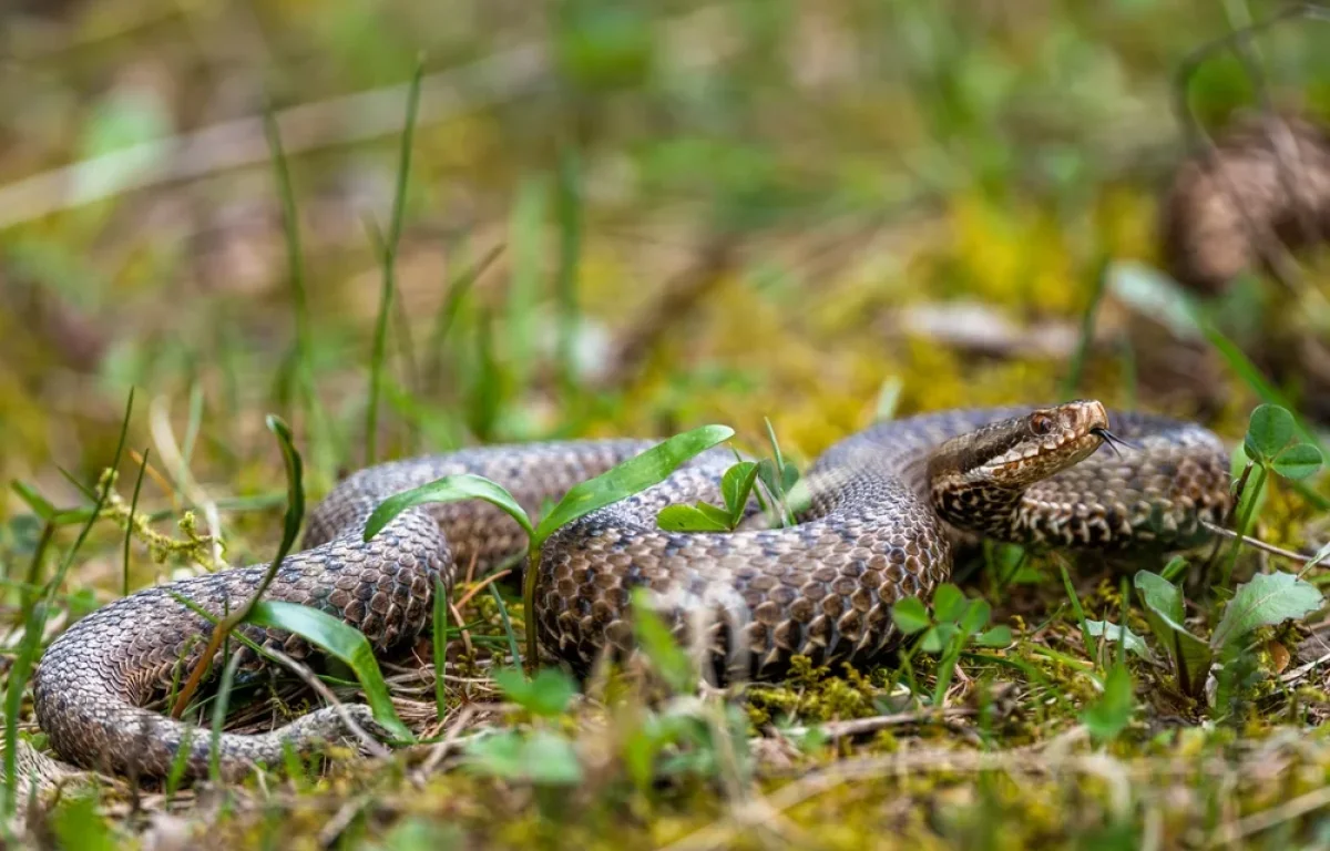 הכשות, פאניקה ונחשים באסלה? הנה מה שבאמת קורה בישראל בימים חמים