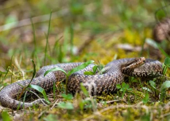 הכשות, פאניקה ונחשים באסלה? הנה מה שבאמת קורה בישראל בימים חמים