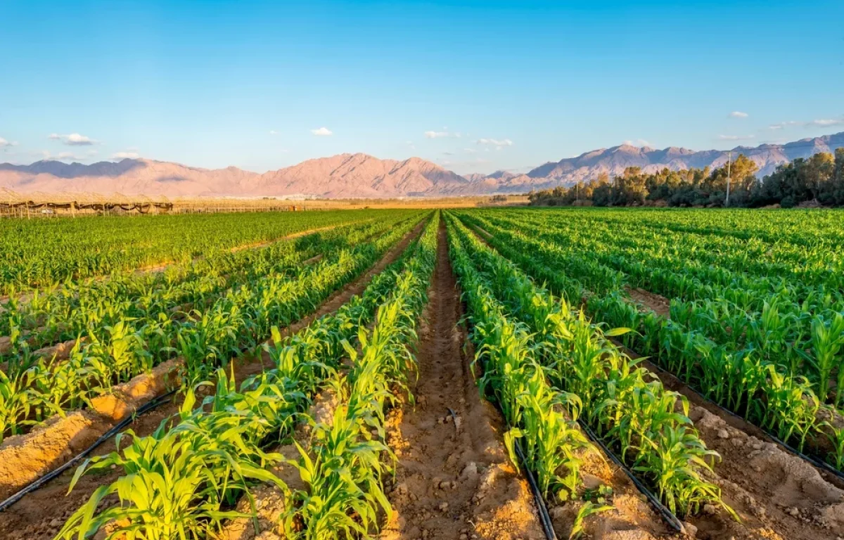 דברים שחייבים לדעת על שנת היובל דברים שחייבים לדעת על שנת היובל