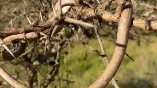 הנחש שמתחבא בין הענפים - ויכול להרוג תוך שניות